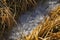 Frozen stream among dry grasses at early spring