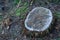 Frozen stump in the forest