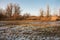 Frozen swamp in the Netherlands