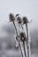 Frozen Thistles