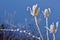 Frozen thistles plant