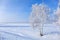 Frozen tops of pine trees in forest