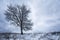 Frozen tops of pine trees in forest