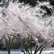 Frozen tree branches