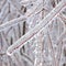 Frozen tree branches closeup