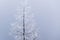 Frozen tree in the misty winter scenery