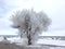 Frozen Tree with snow on the ground