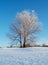Frozen tree in snowy winter field under blue sky
