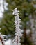 Frozen tree sprout closeup