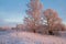 Frozen trees in beautiful winter morning