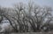 Frozen Trees and Eagle Silhouettes