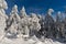 Frozen trees in a forest