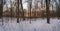 Frozen trees in Ontario provincial park during the canadian winter