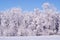 Frozen trees in the winter forest