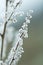 Frozen trunk of bush, green colored, winter background, macro ph