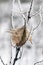 Frozen twig covered with crystals of ice with a dead dry leaf in winter