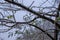Frozen twigs branches under the ice, Winter phenomenon, Ice trees