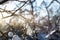 frozen twigs of tree close up lit by setting sun