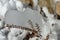 Frozen vegetation in mountain