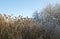 Frozen vegetation in wintertime blue sky