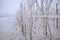 Frozen vineyard in foggy winter.