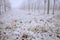 Frozen vineyard in foggy winter.