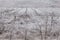 Frozen vineyards