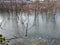 Frozen water and plants in the northern suburbs of Qingdao City  Shandong Province  China