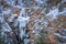 Frozen waterfall in the Poudre River Canyon