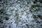 Frozen weed snow cowered