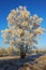 Frozen White Tree in the morning