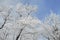 Frozen white trees on sky