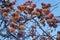 Frozen whole apples on a tree branch. The concept of a deep freeze.