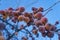 Frozen whole apples on a tree branch. The concept of a deep freeze.