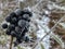 Frozen wild elder berries in the cold winter morning