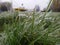 Frozen wild grass inflorescences in a winter field