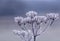 Frozen Wildflower Snow white winter Impressions