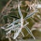 Frozen willow leaves. Natural autumn or winter