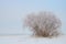 Frozen willow at snowy shore against blue sky.