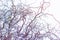 Frozen willow tree branches during winter with thick layer of ice covering branches