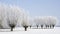 Frozen willow trees