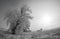 Frozen Wind Swept Fields and Trees in Colorado Winter