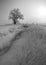 Frozen Wind Swept Fields and Trees in Colorado Winter