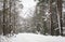 Frozen winter forest road in snow in Russia