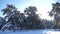 Frozen winter forest with snow covered trees. slow motion video. winter pine forest in the snow sunlight lifestyle