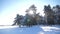 Frozen winter forest with snow covered trees. slow motion video. winter pine forest in the snow sunlight movement