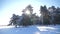 Frozen winter forest with snow covered trees. slow motion video. winter pine forest in the snow sunlight movement