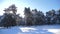 Frozen winter forest with snow covered trees. Slow motion video. Winter pine forest in the snow sunlight movement