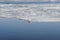 Frozen winter ice floe gull