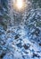 Frozen winter stream in a spruce forest, the vicinity of the Ukrainian Carpathians, near Mount Petros